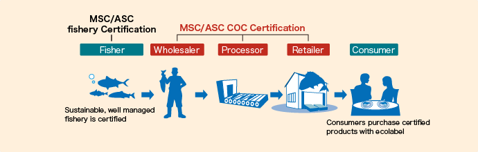 MSC_ASC_flow